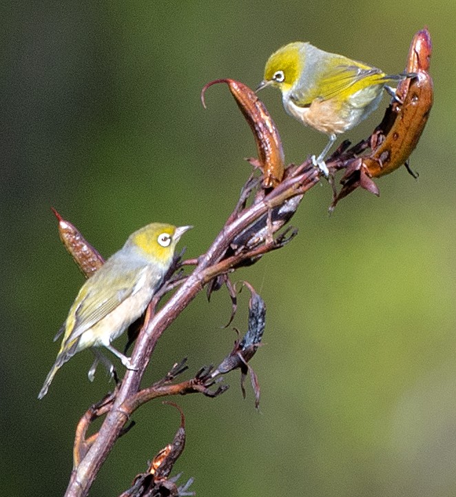 Silvereye - ML614609850