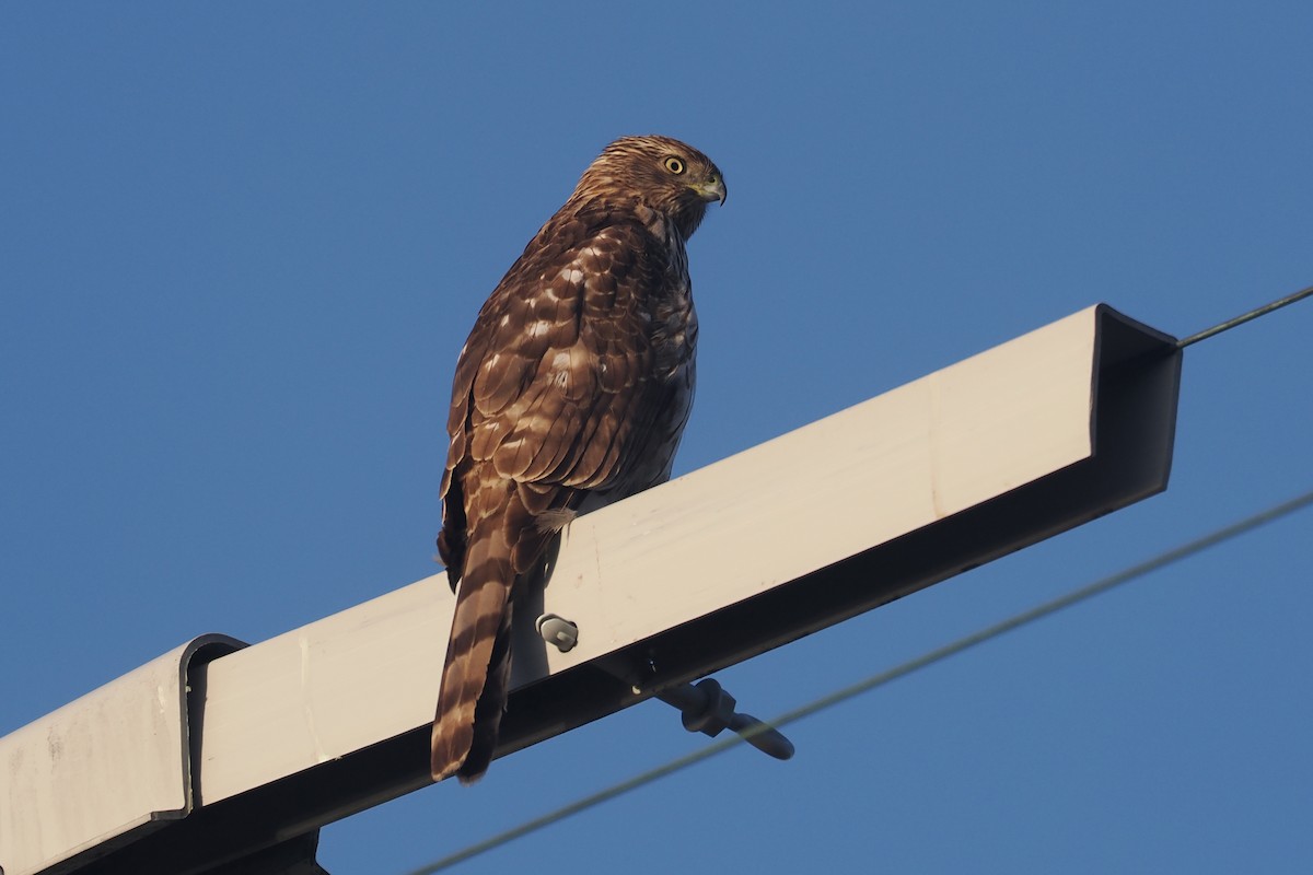 Cooper's Hawk - ML614609861