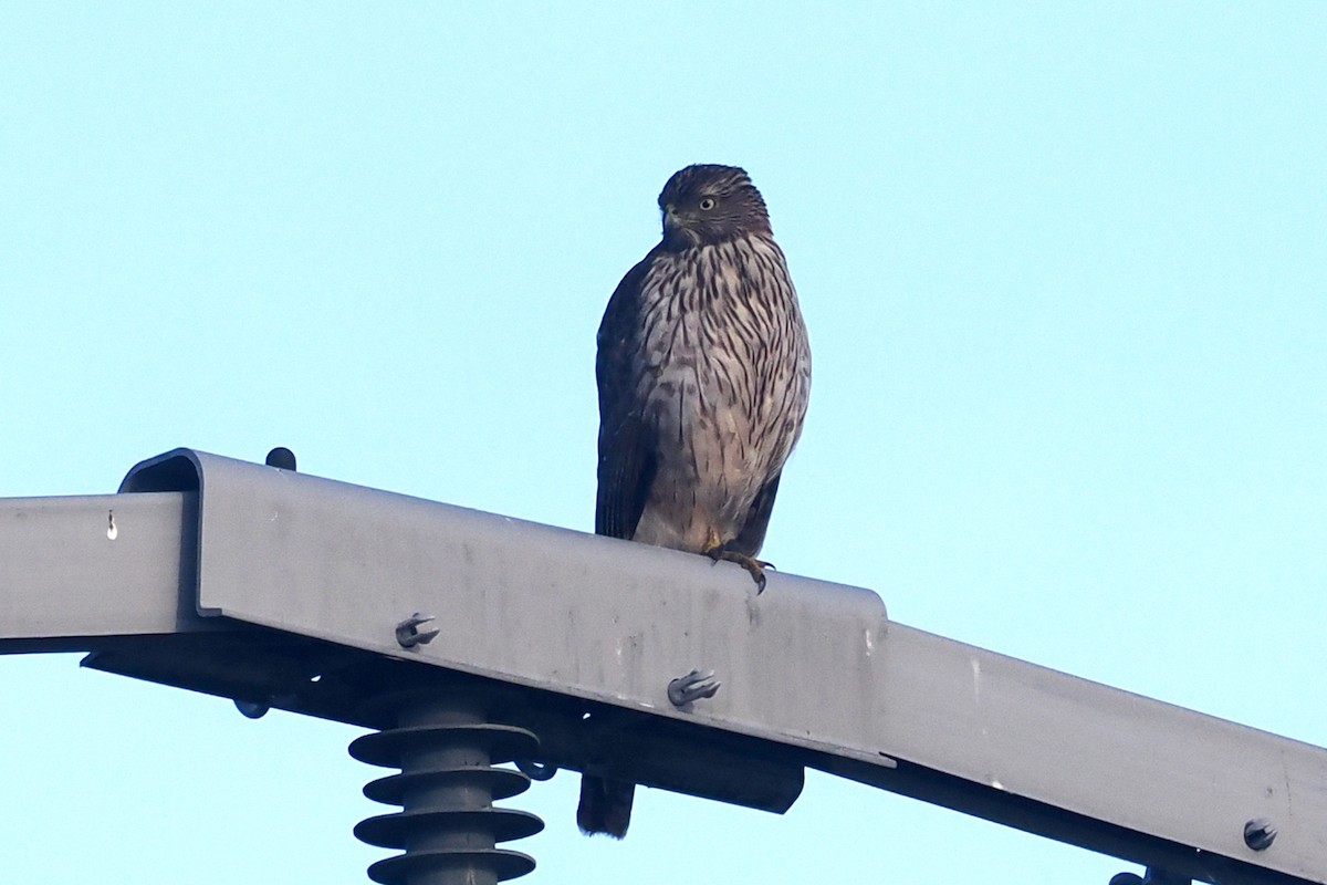 Cooper's Hawk - ML614609862