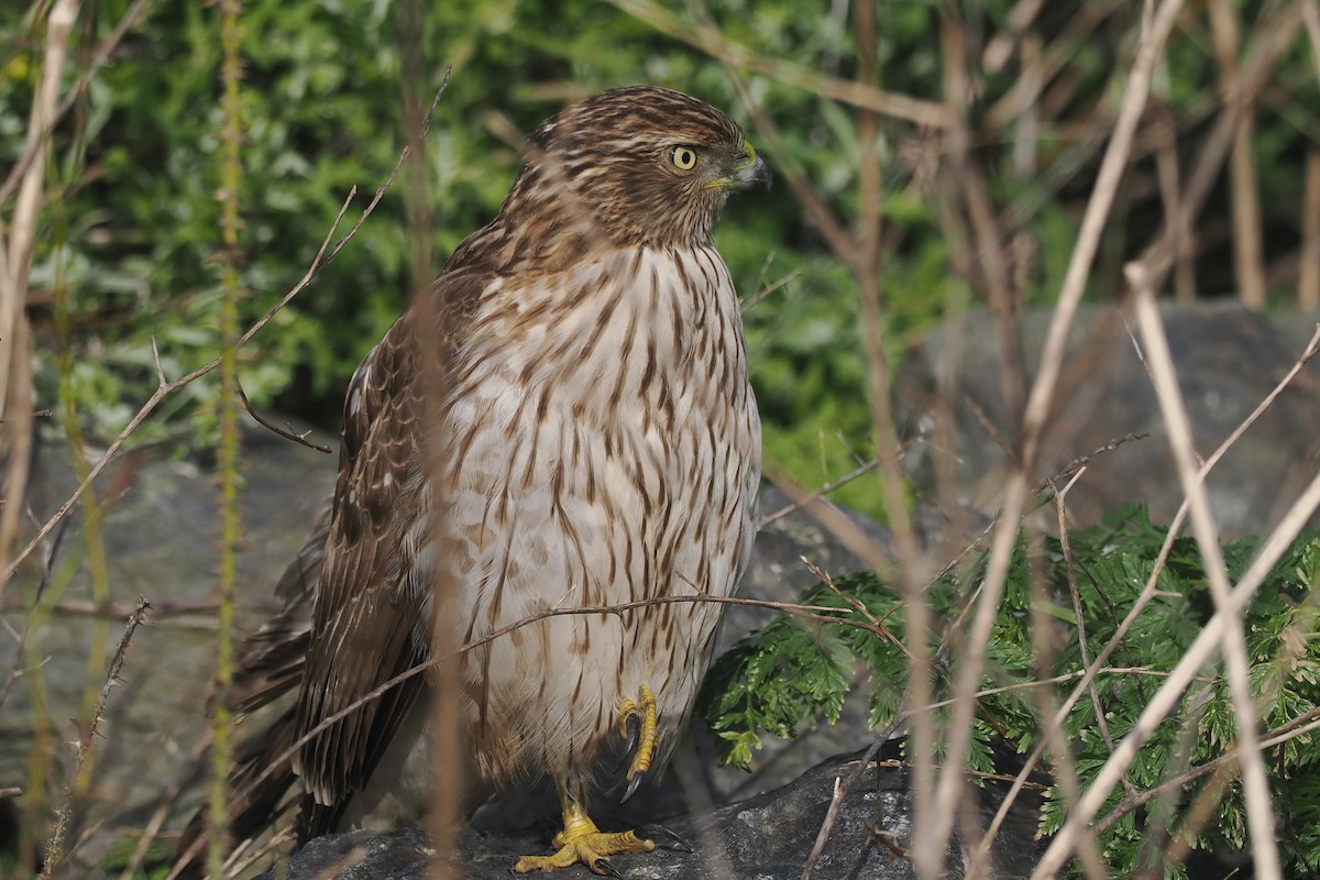 Cooper's Hawk - ML614609864