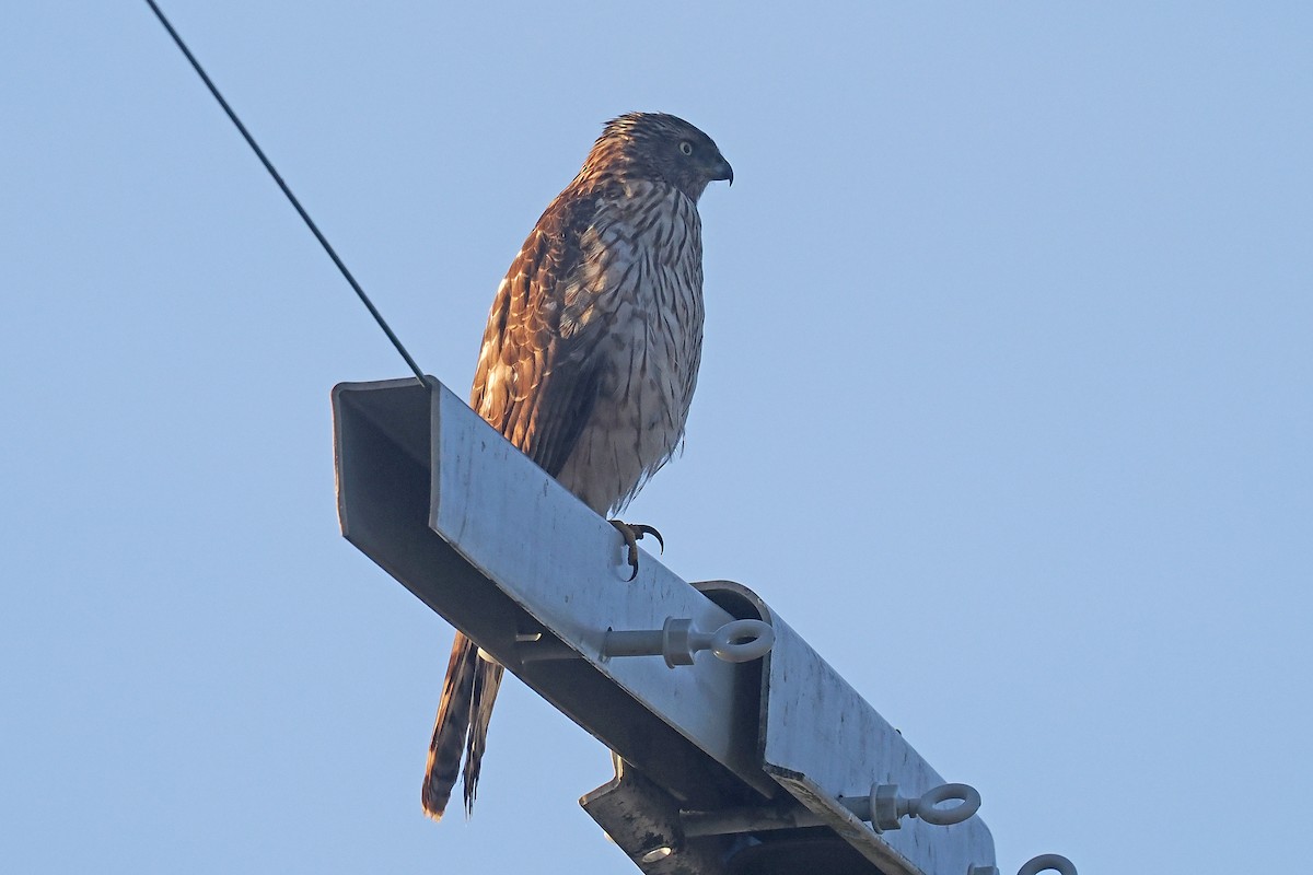 Cooper's Hawk - Donna Pomeroy