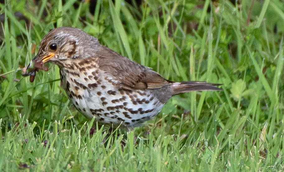 Song Thrush - ML614609882