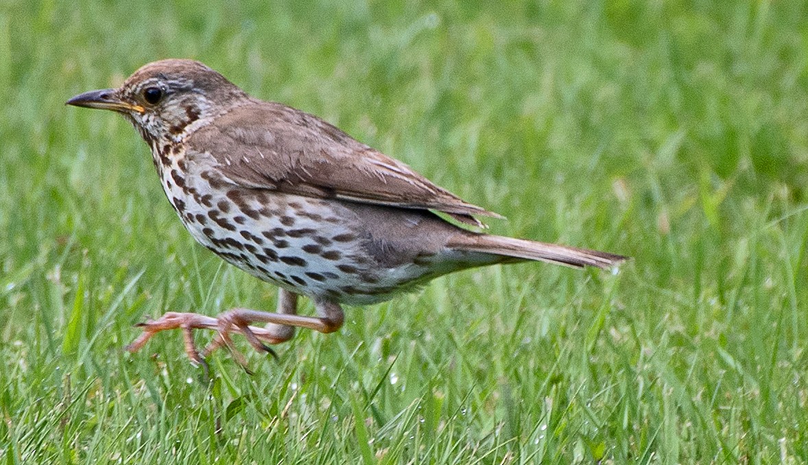 Song Thrush - ML614609889