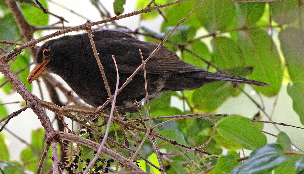 Eurasian Blackbird - ML614609902