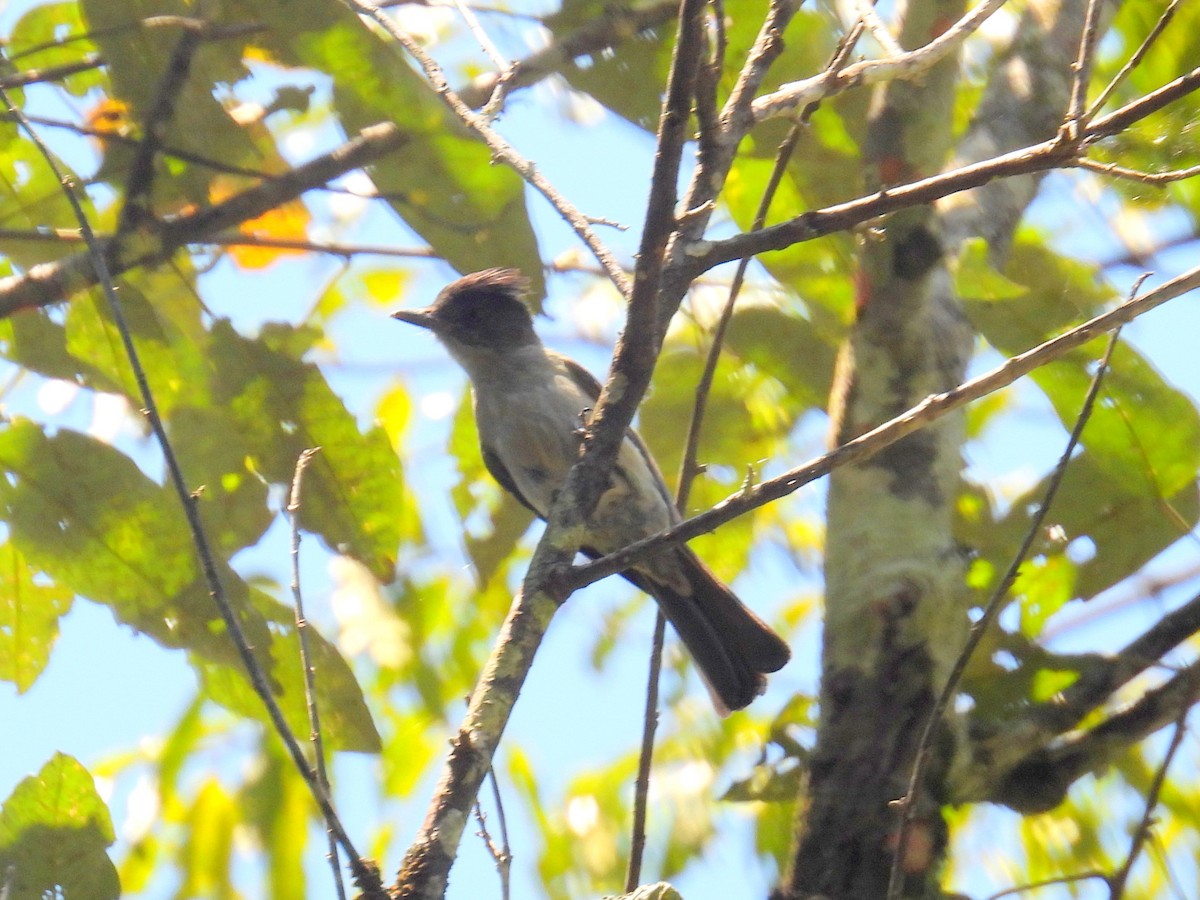 Short-crested Flycatcher - bob butler