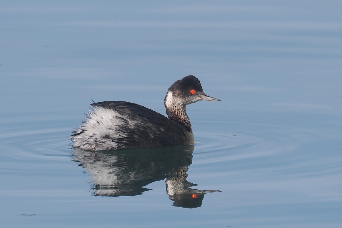 Eared Grebe - ML614610004