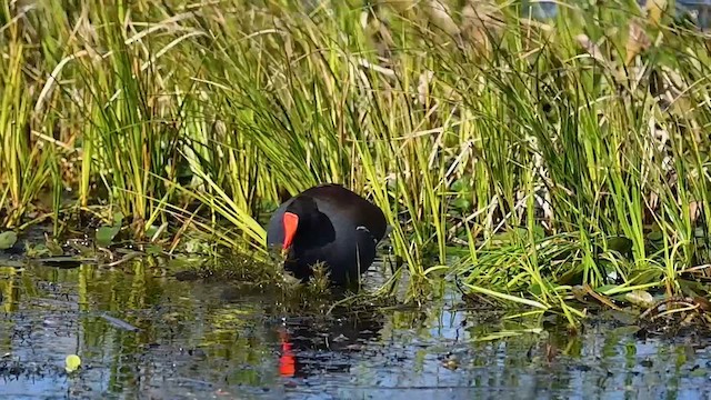 Common Gallinule - ML614610017