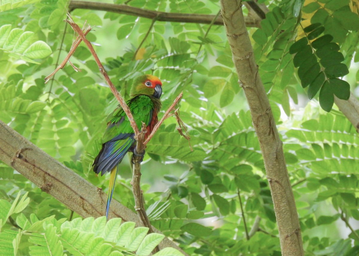 Golden-capped Parakeet - ML614610062