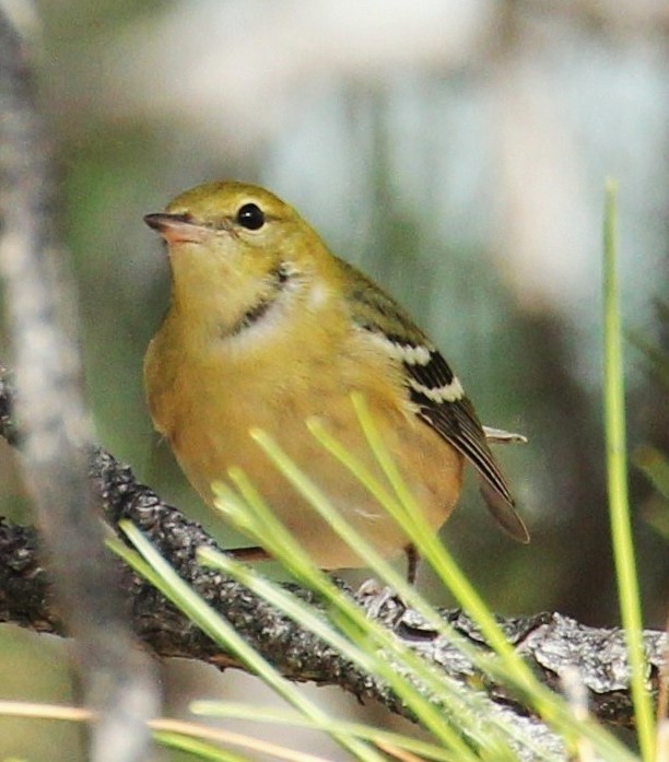Bay-breasted Warbler - ML614610071