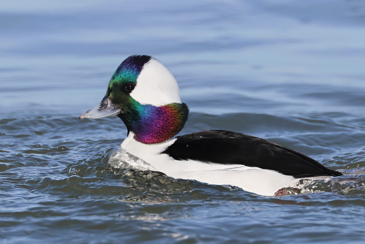 Bufflehead - ML614610080