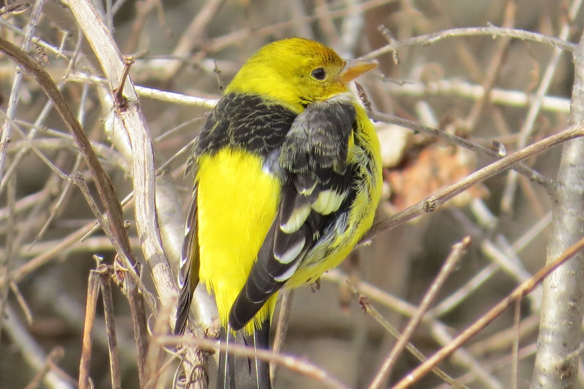 Western Tanager - ML614610087