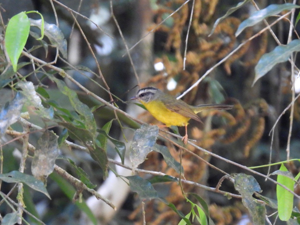 Golden-crowned Warbler (Stripe-crowned) - ML614610089