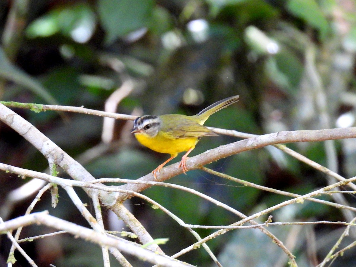 Reinita Coronidorada (grupo culicivorus) - ML614610090