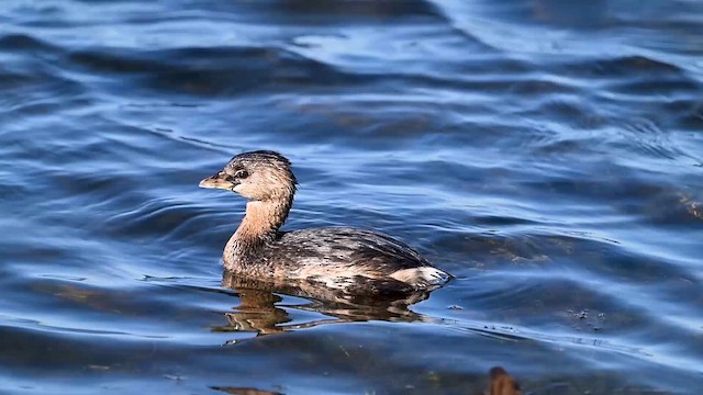 Pied-billed Grebe - ML614610143