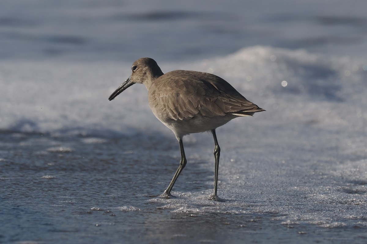 Willet - ML614610165