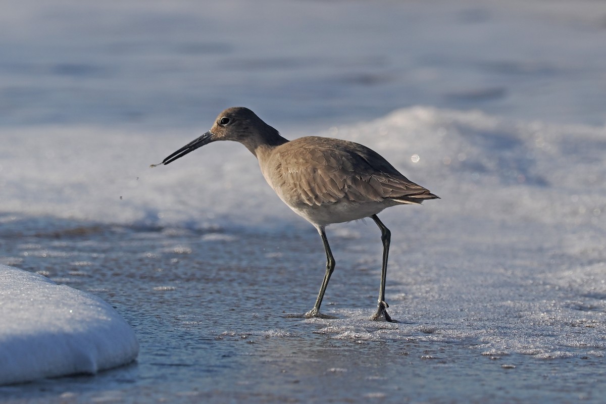 Willet - ML614610166