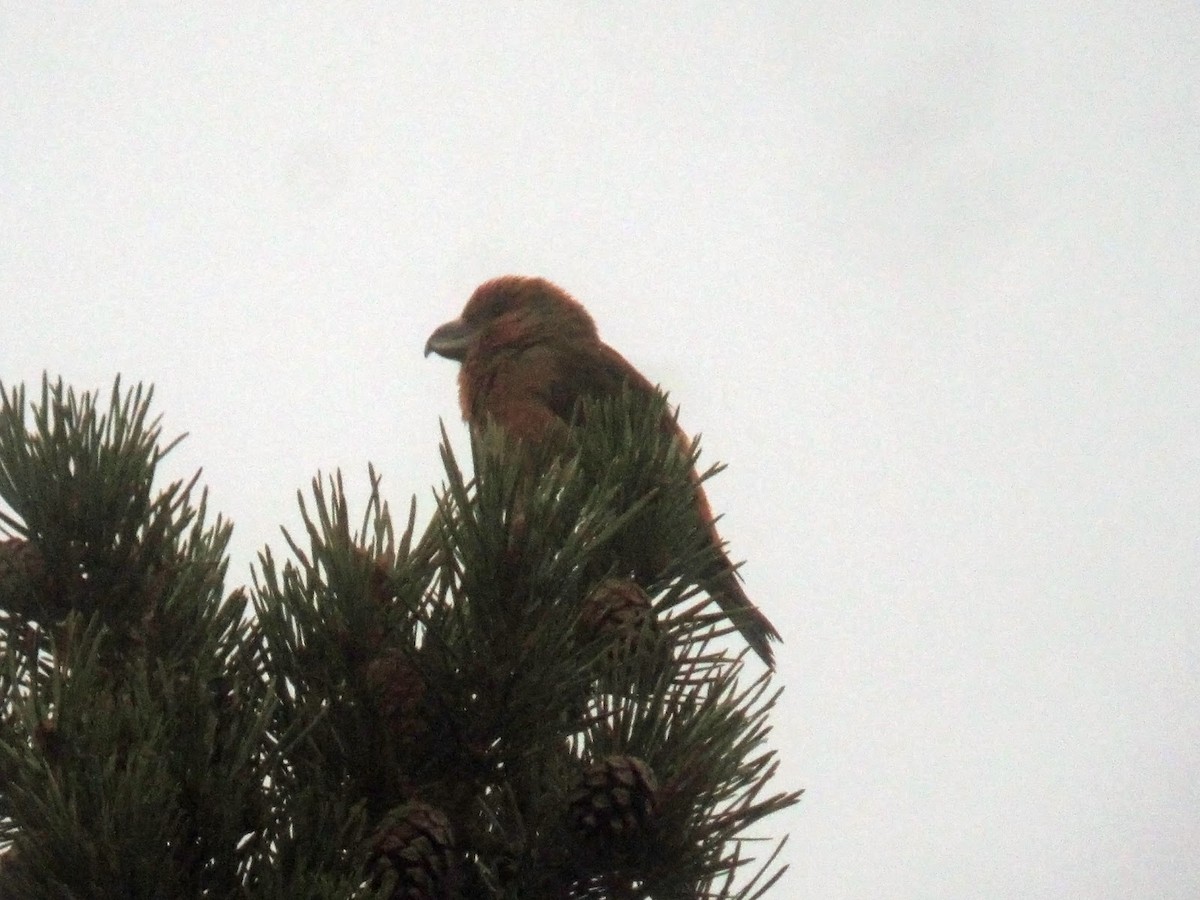 crossbill sp. - ML614610187