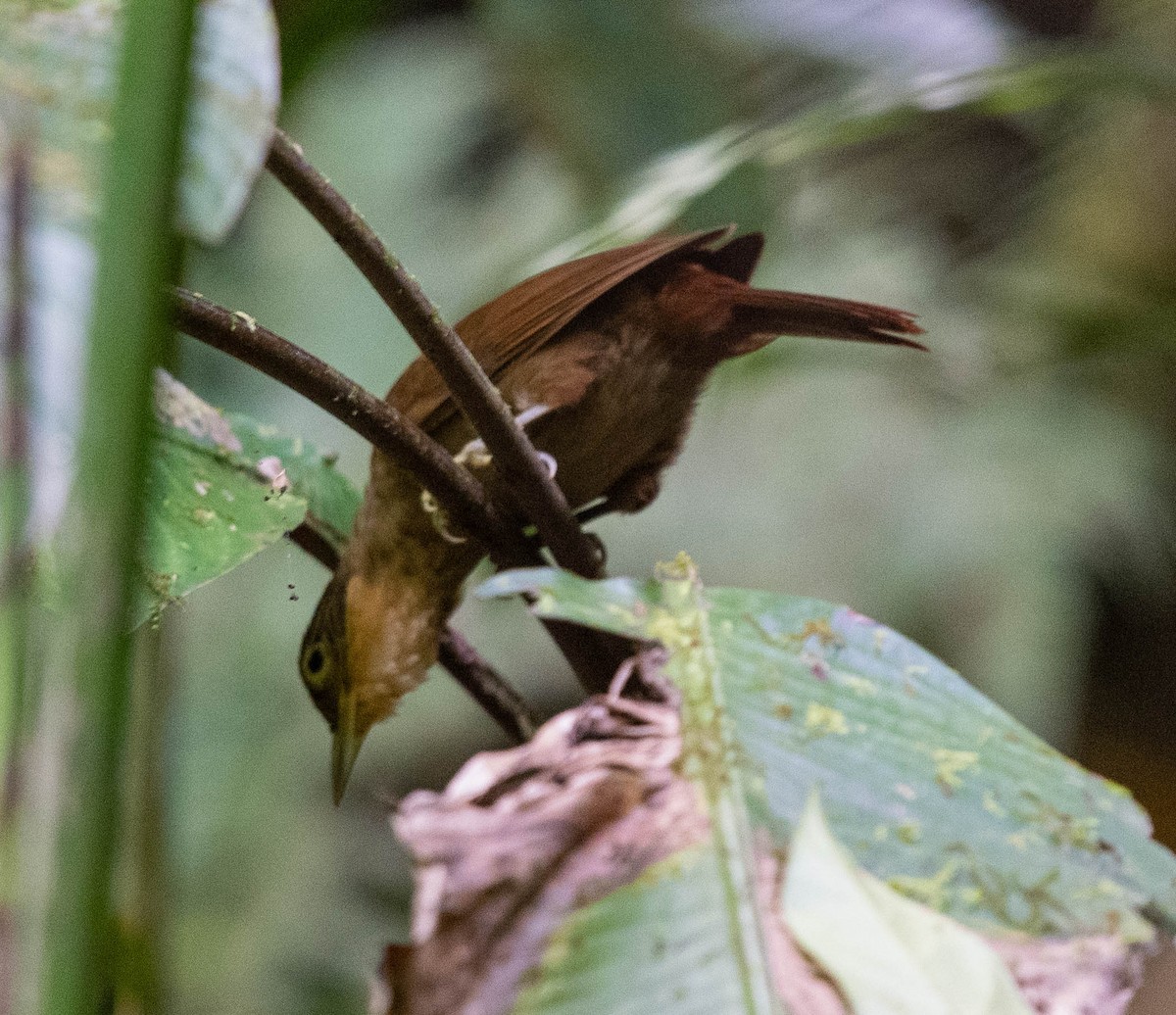 Chiriqui Foliage-gleaner - ML614610197