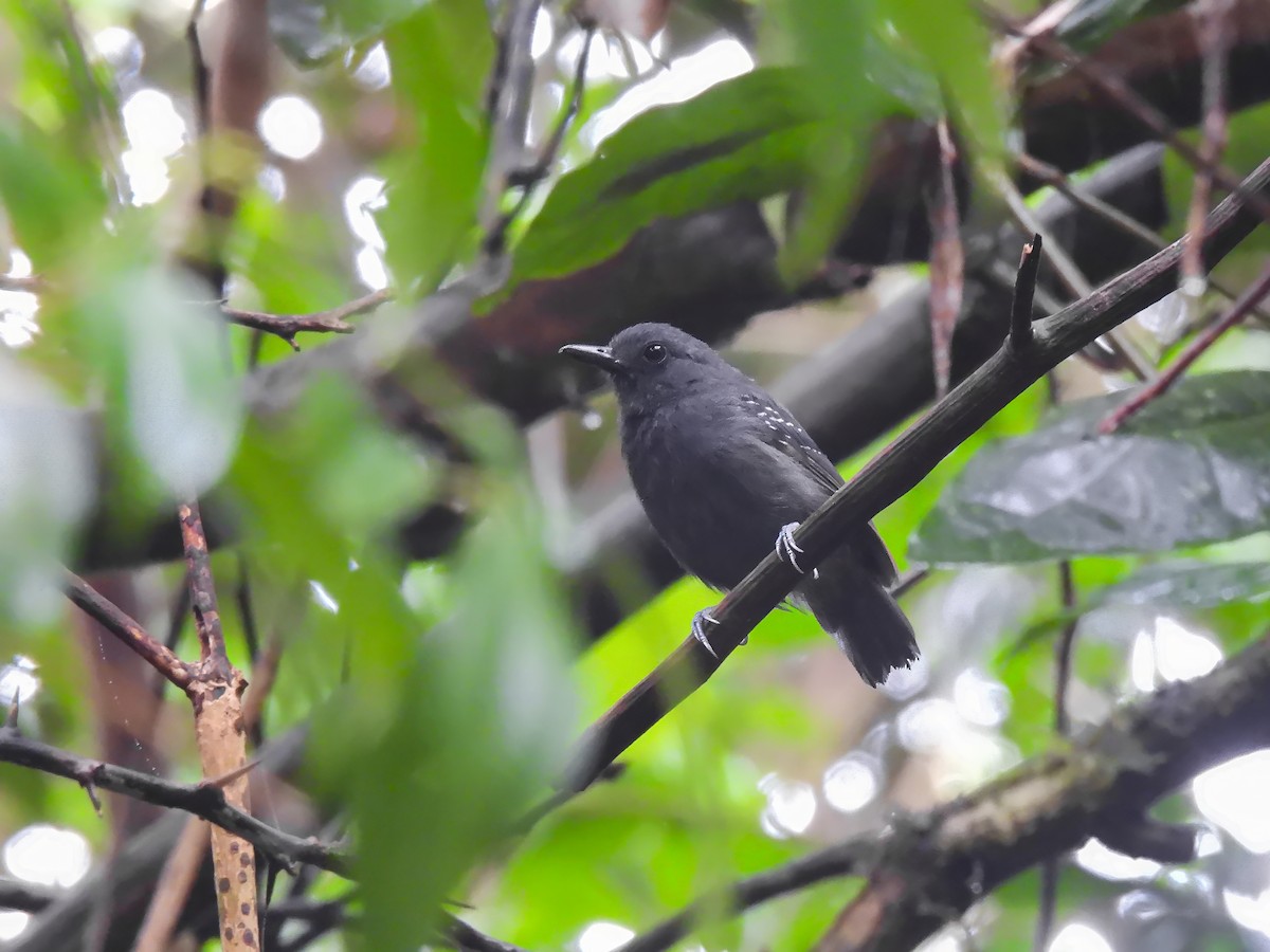 Plumbeous Antvireo - ML614610321