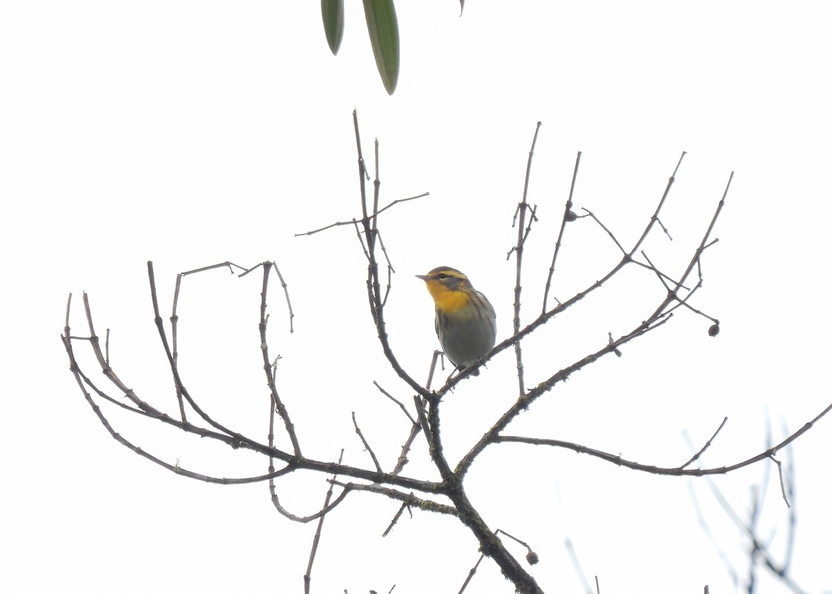 Blackburnian Warbler - ML614610328