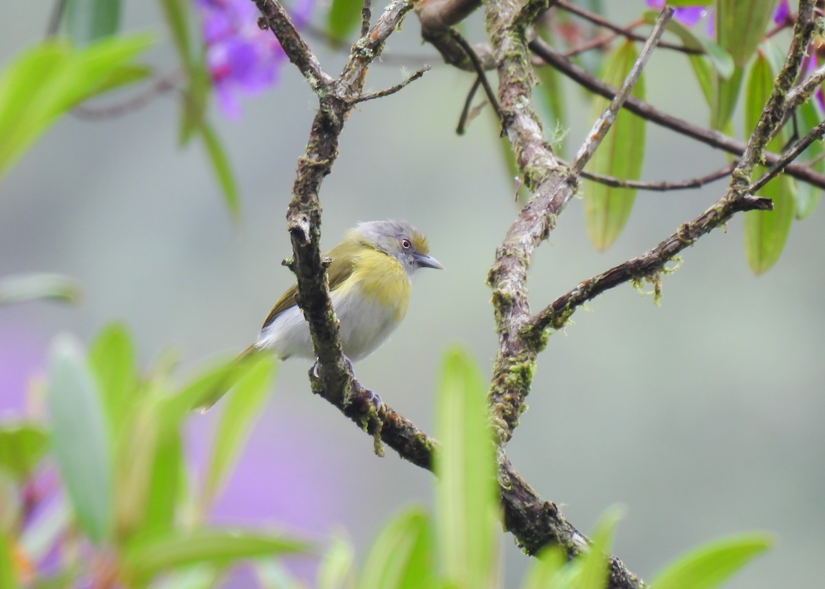 Rio-de-Janeiro-Vireo - ML614610330