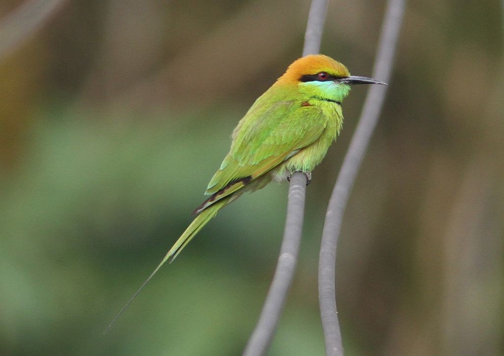 Asian Green Bee-eater - ML614610379