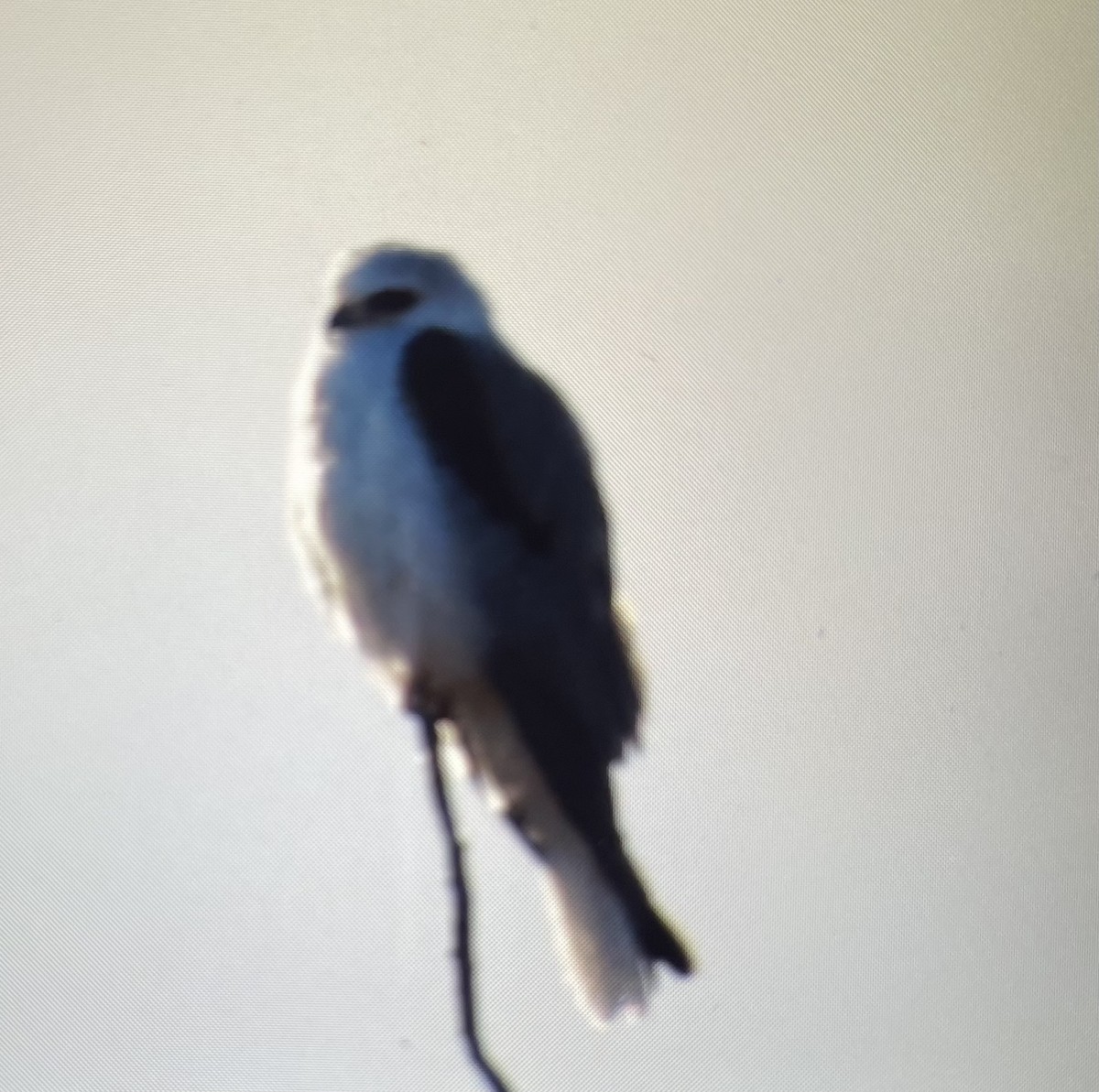 White-tailed Kite - ML614610381