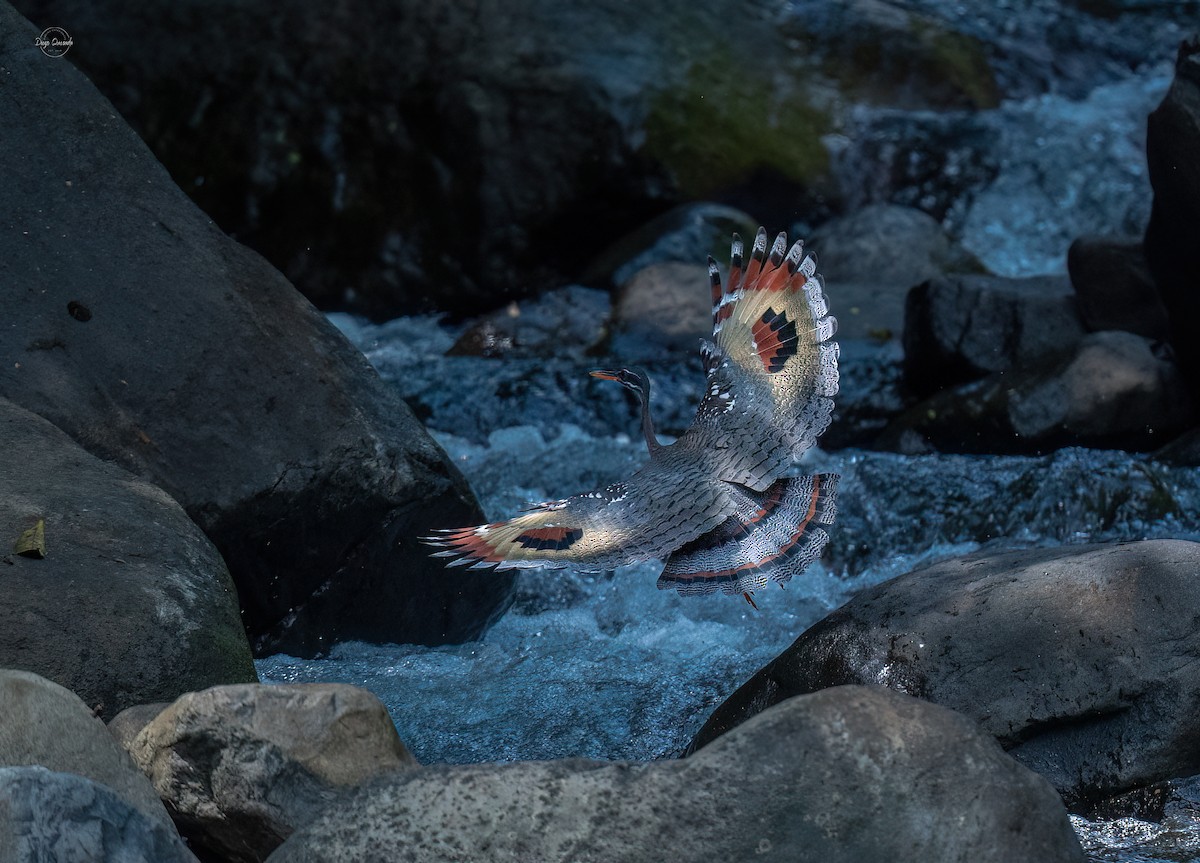 Sunbittern - ML614610490