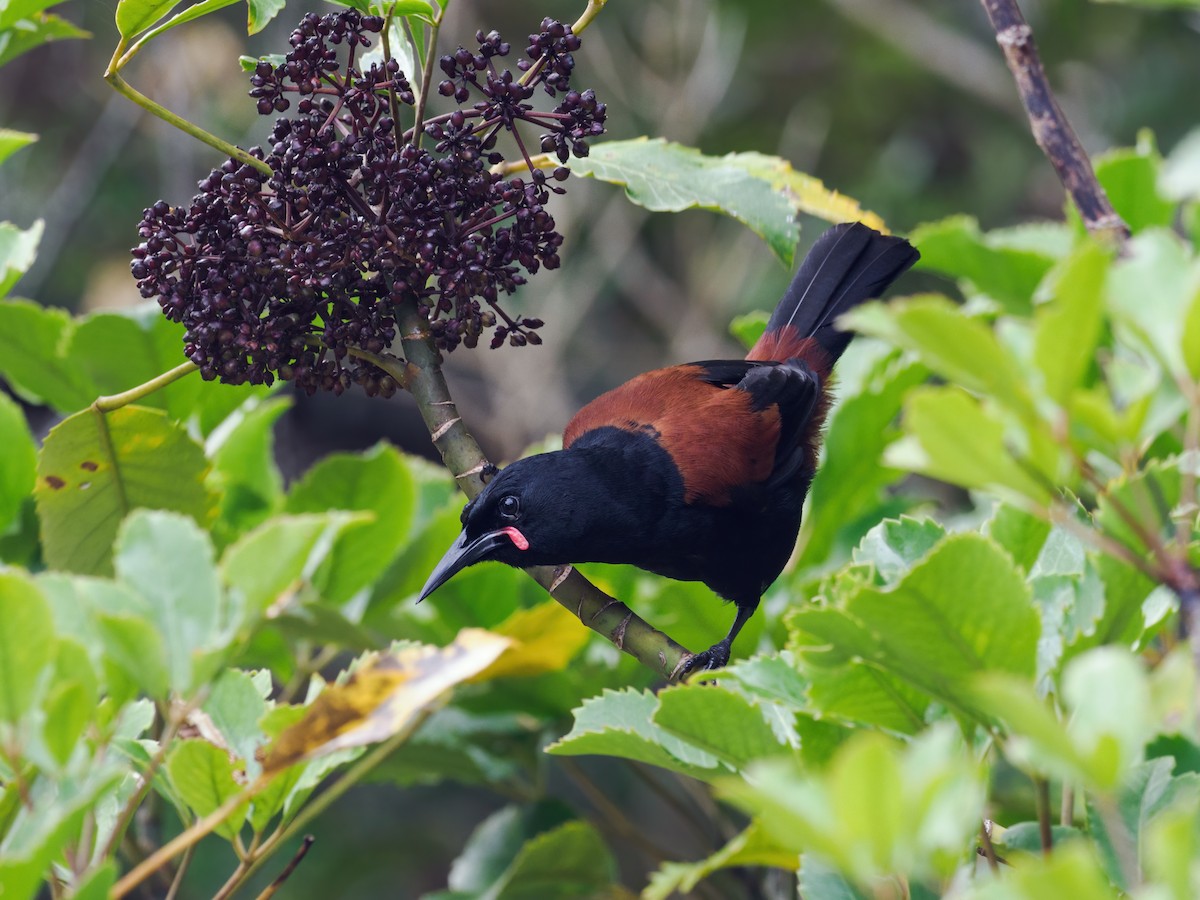 South Island Saddleback - ML614610558