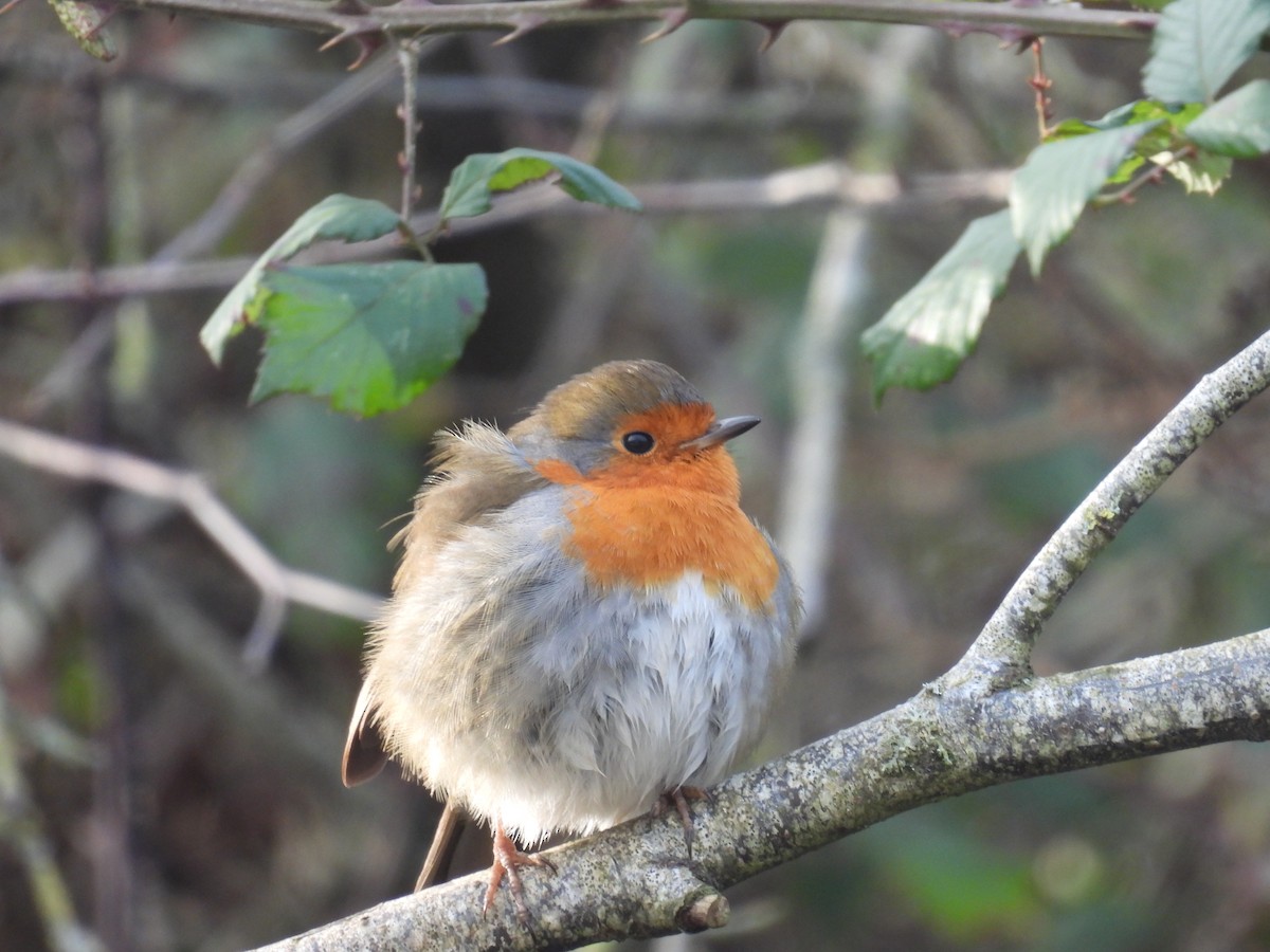 European Robin - Simon Bradfield