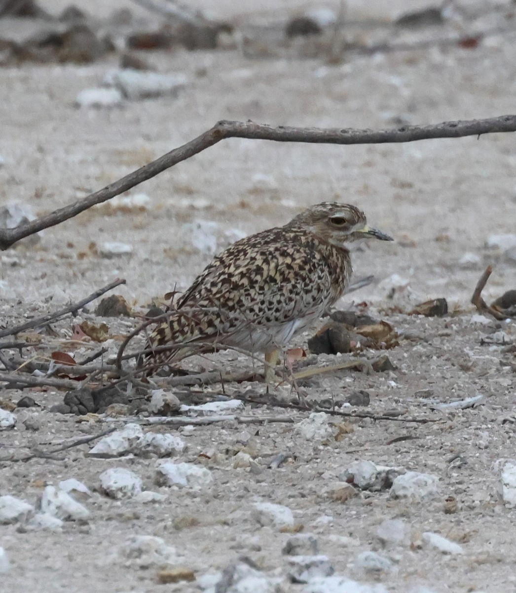 Spotted Thick-knee - ML614610621