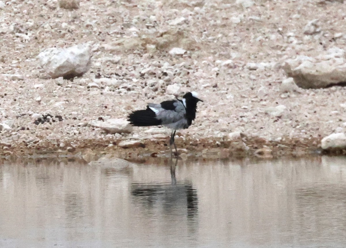 Blacksmith Lapwing - ML614610649