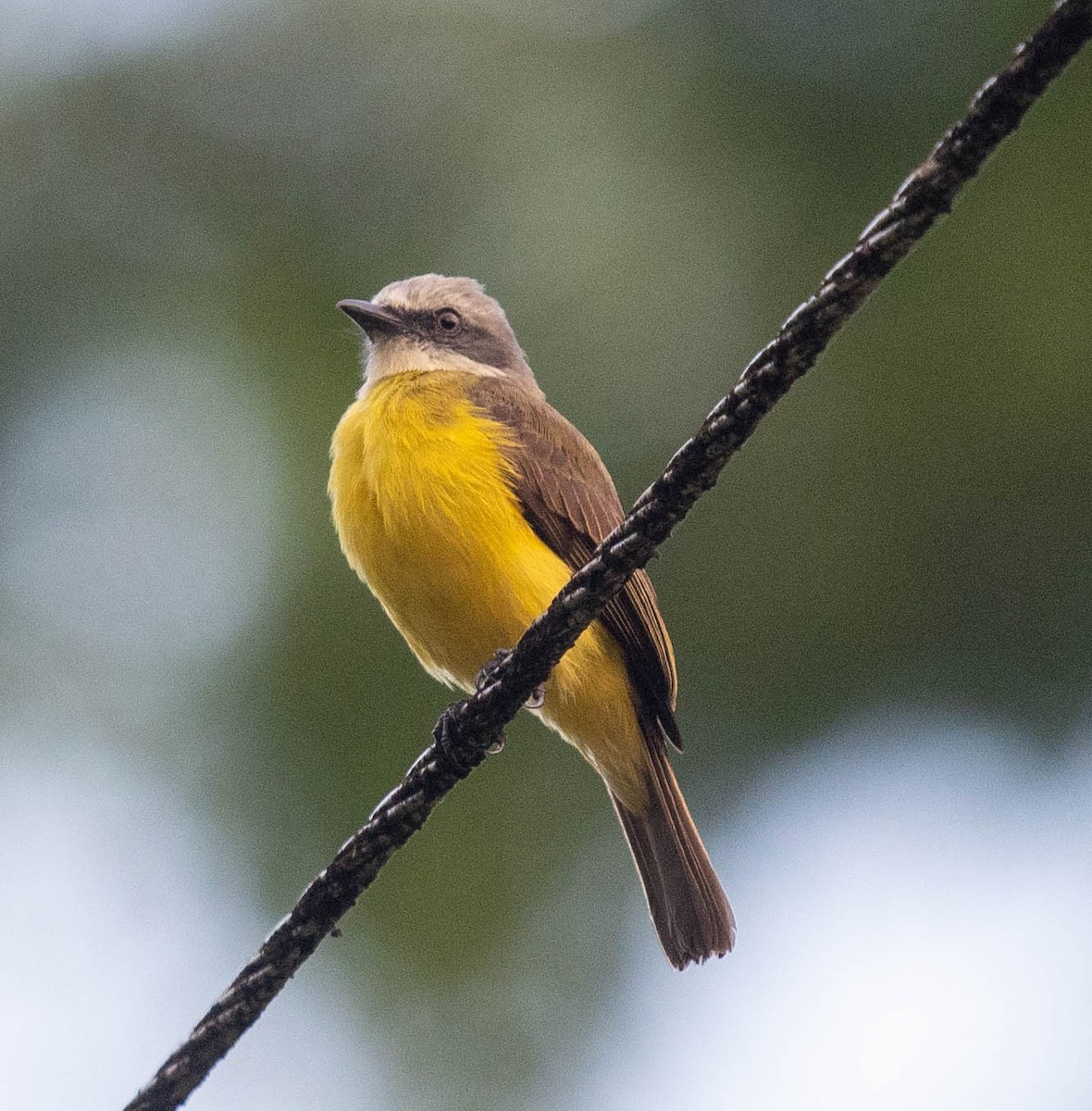 Gray-capped Flycatcher - Clive Harris