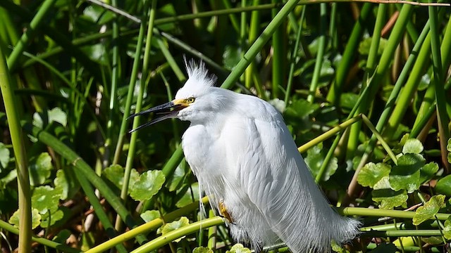 Snowy Egret - ML614610670