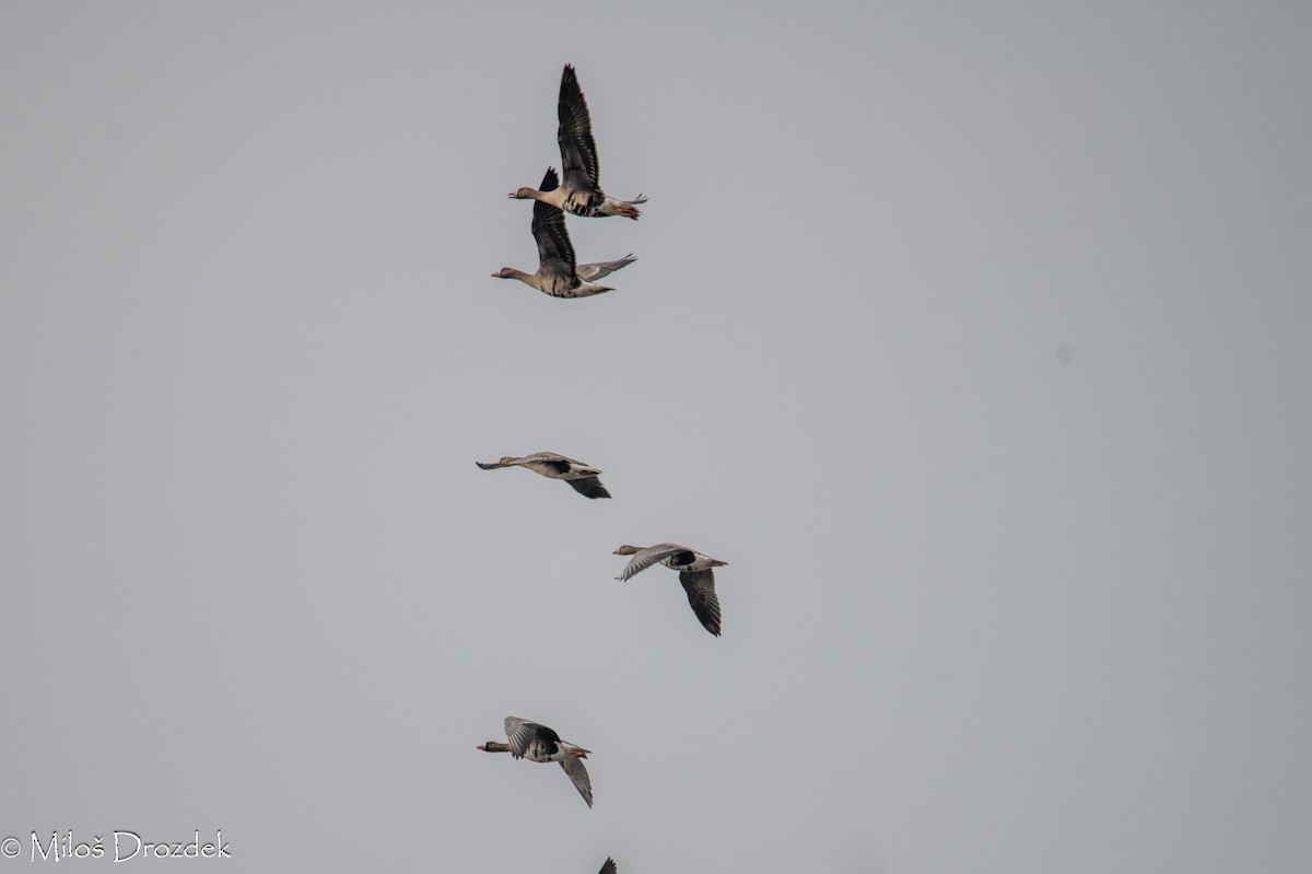Greater White-fronted Goose - ML614610727