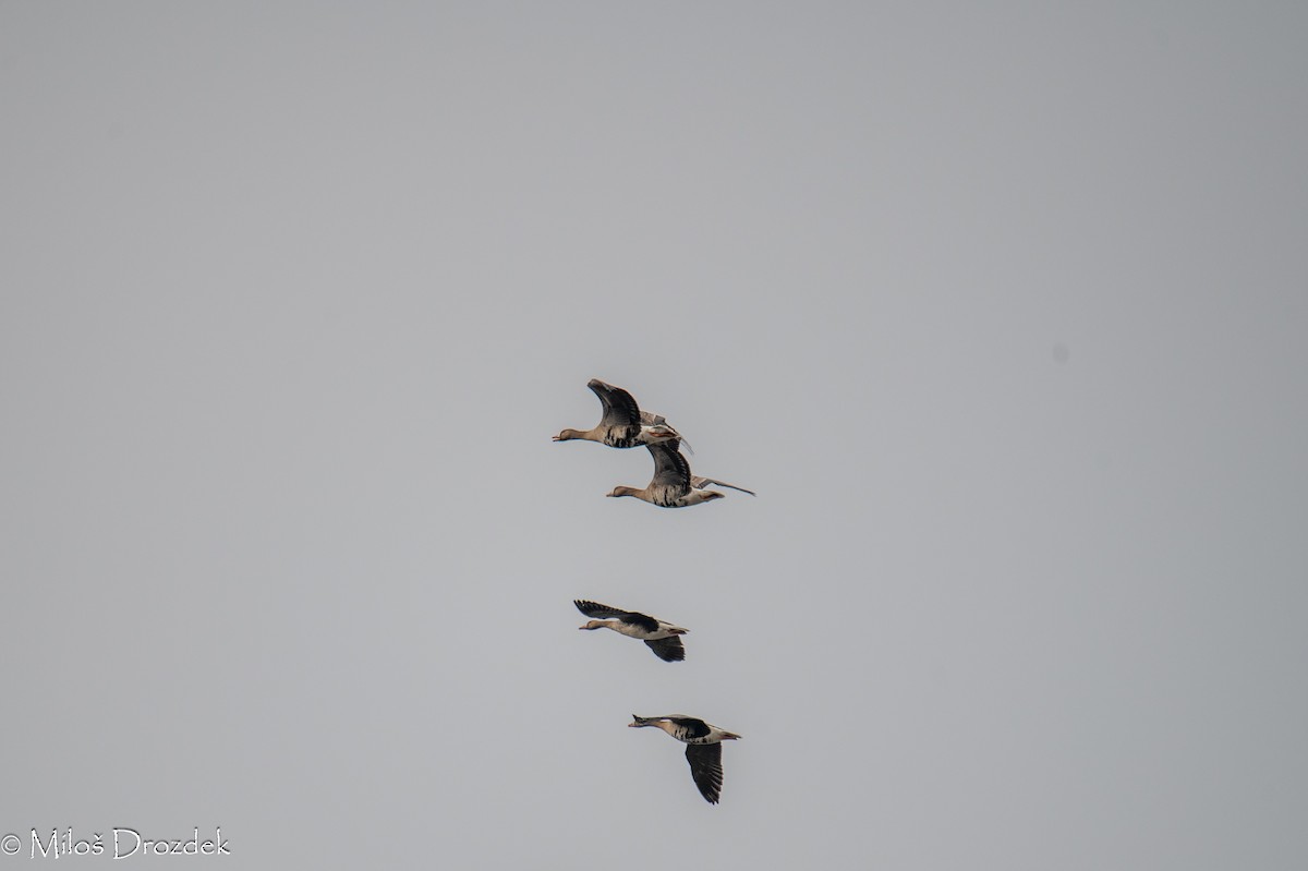 Greater White-fronted Goose - ML614610728