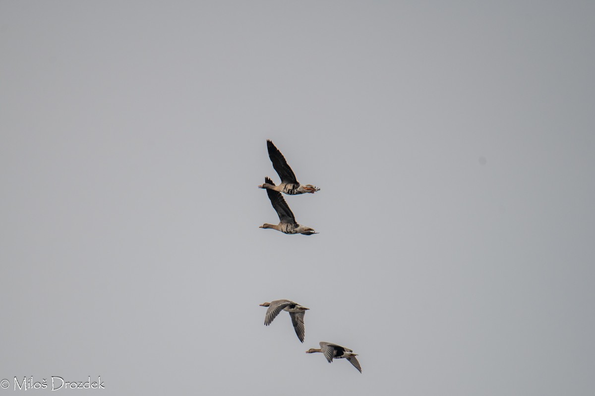 Greater White-fronted Goose - ML614610730