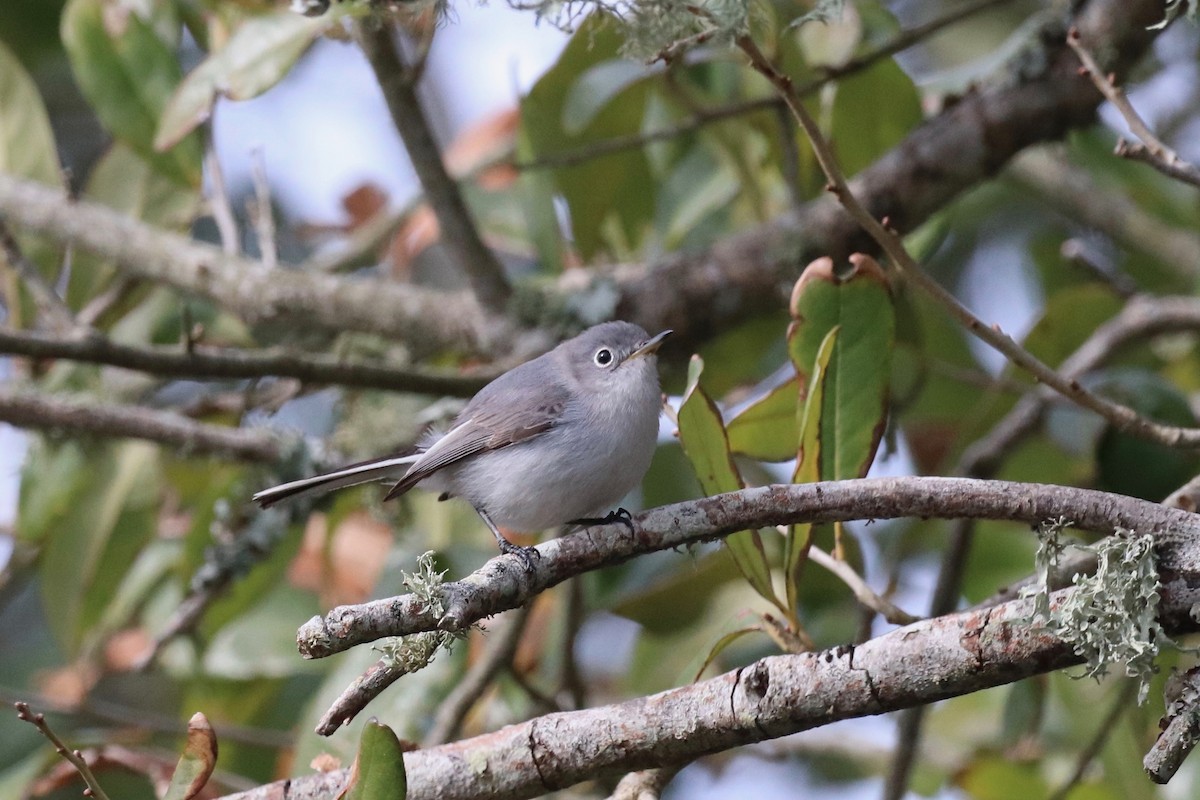 Blue-gray Gnatcatcher - ML614610750