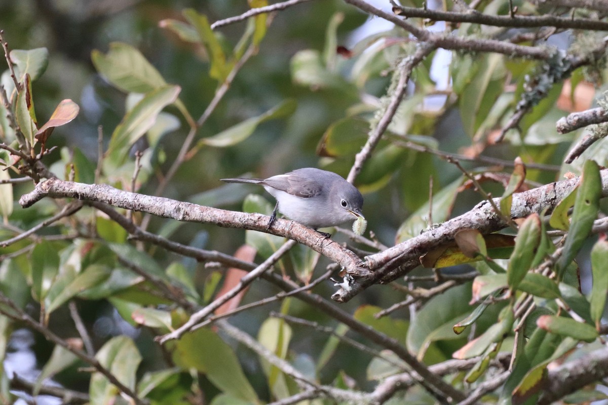 Blue-gray Gnatcatcher - ML614610752