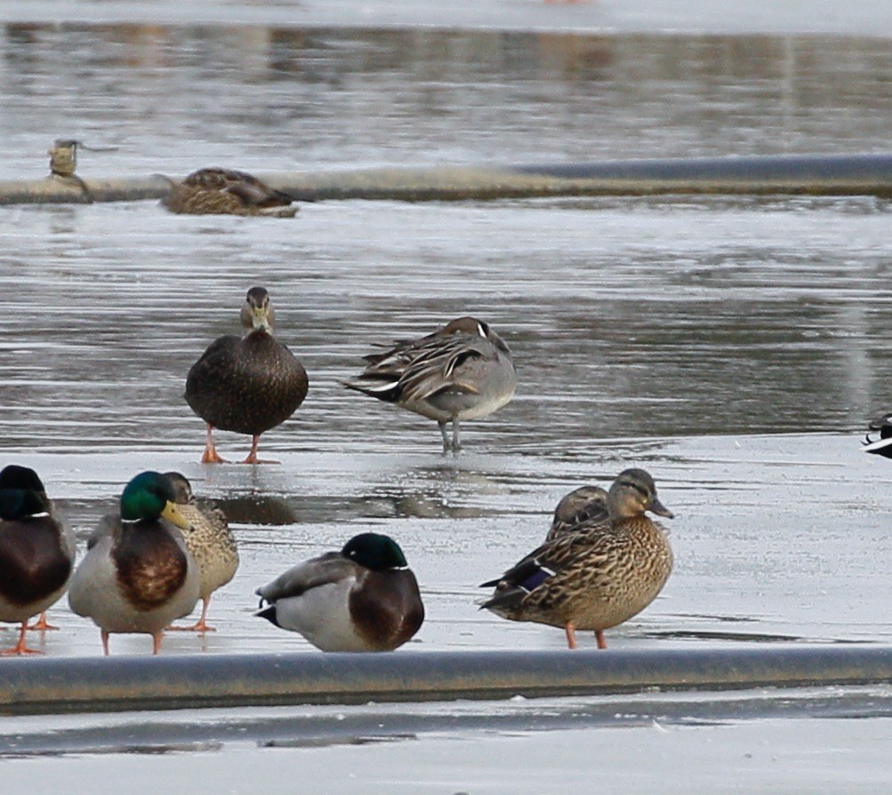 Northern Pintail - ML614610754