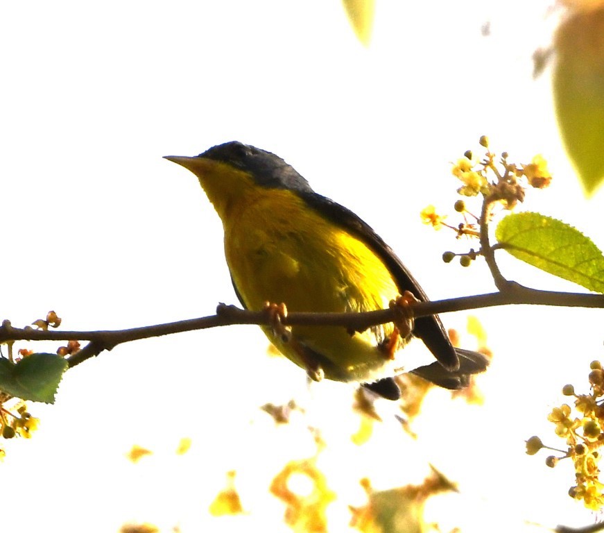 Tropical Parula - Steve Davis