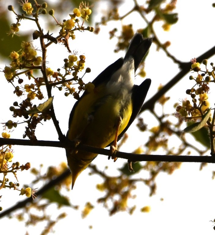 Tropical Parula - Steve Davis