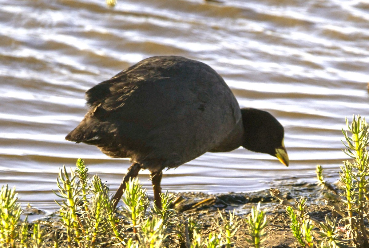 Red-gartered Coot - ML614610784