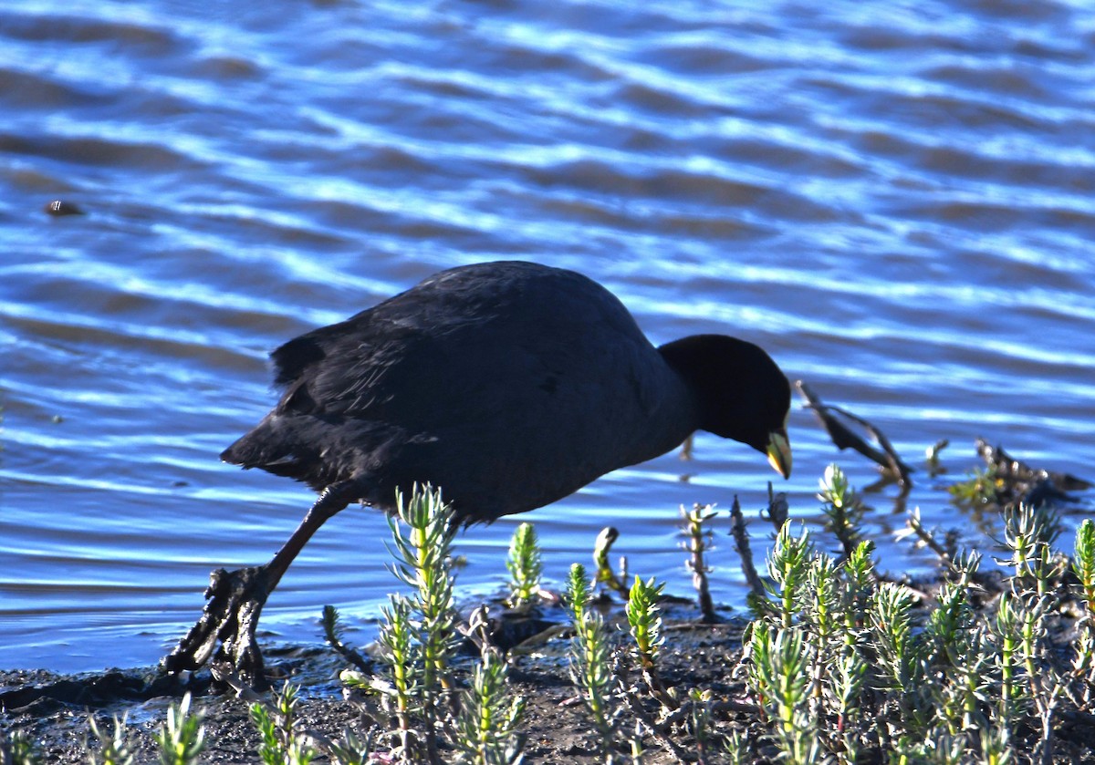 Red-gartered Coot - ML614610785