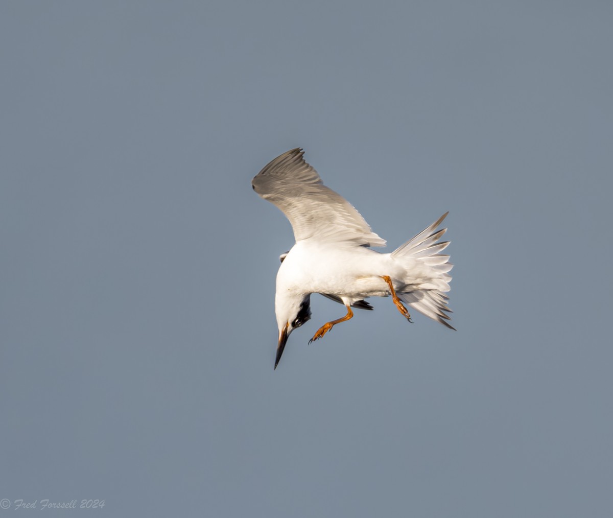 Forster's Tern - Fred Forssell