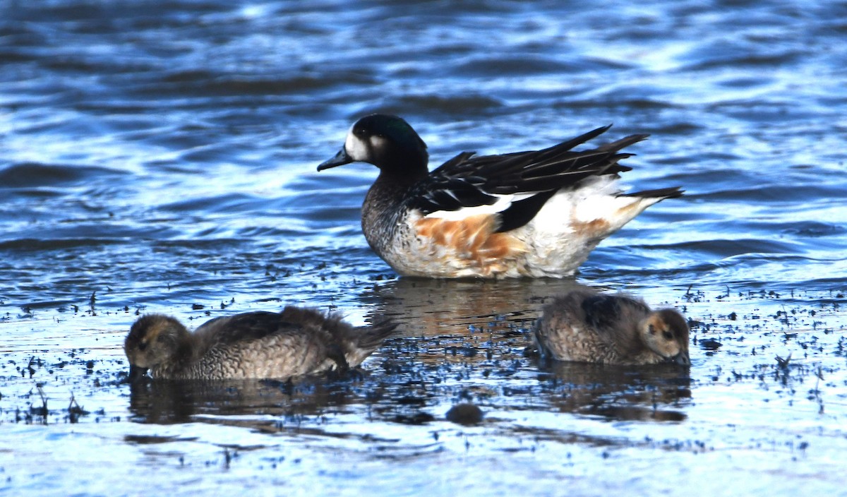 Chiloe Wigeon - ML614610840