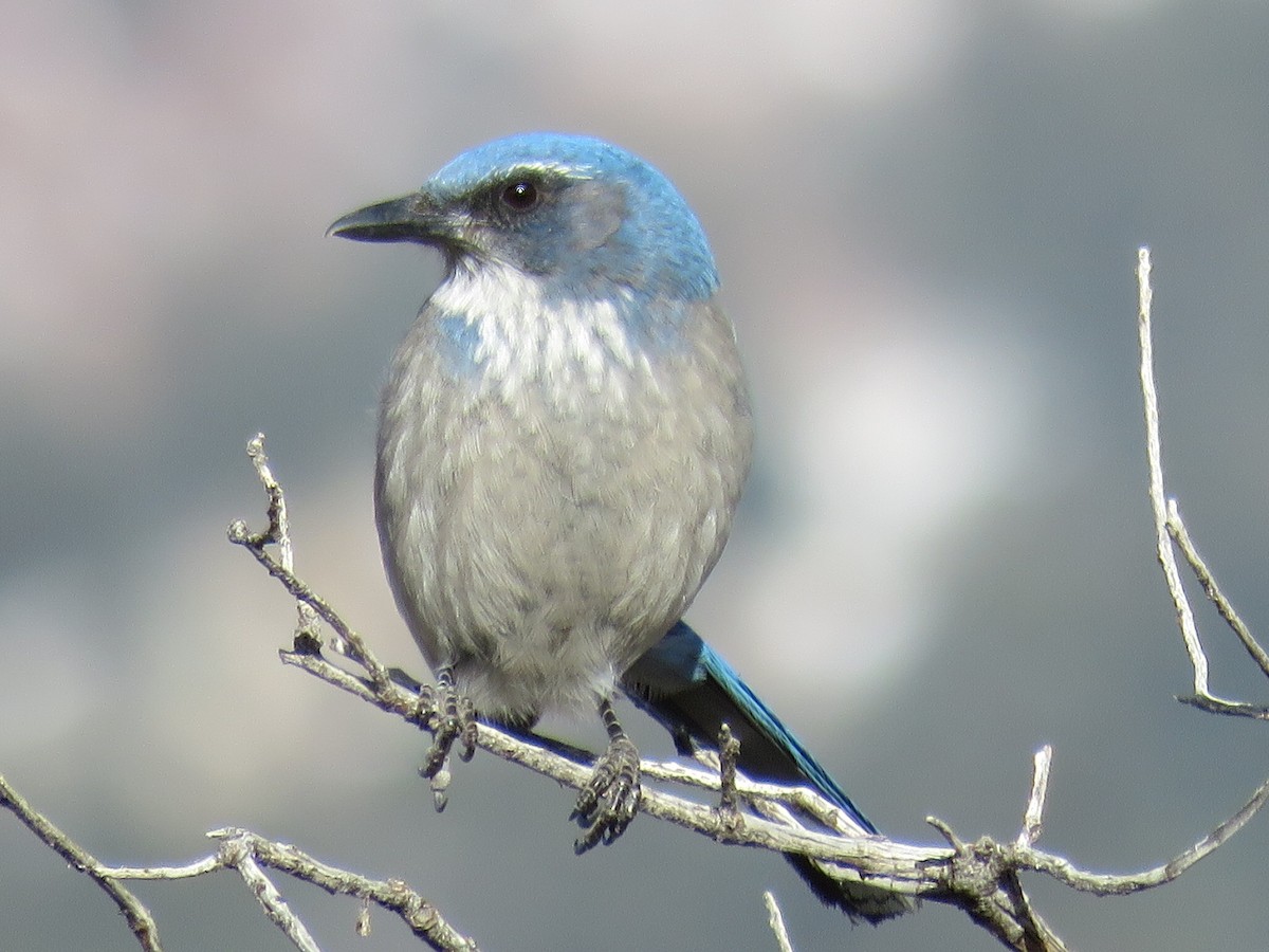 Woodhouse's Scrub-Jay - Eileen S