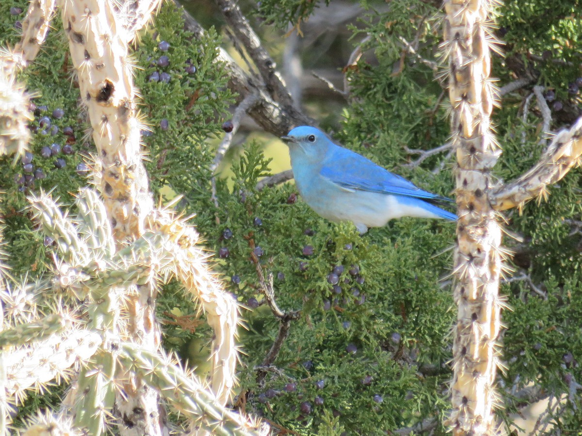 Mountain Bluebird - Eileen S