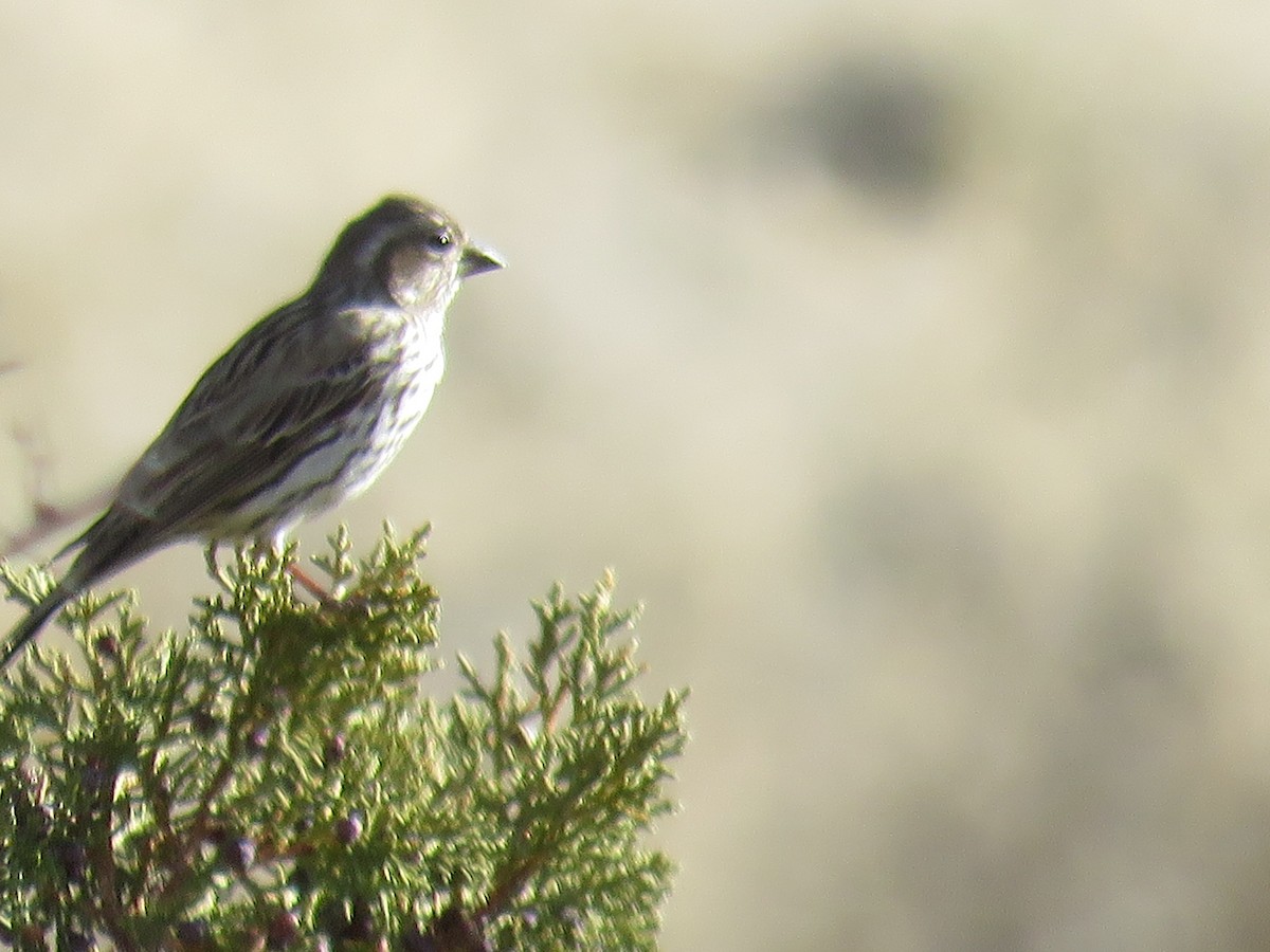 Cassin's Finch - ML614610941