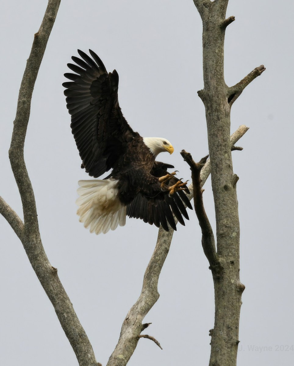 Bald Eagle - ML614611004